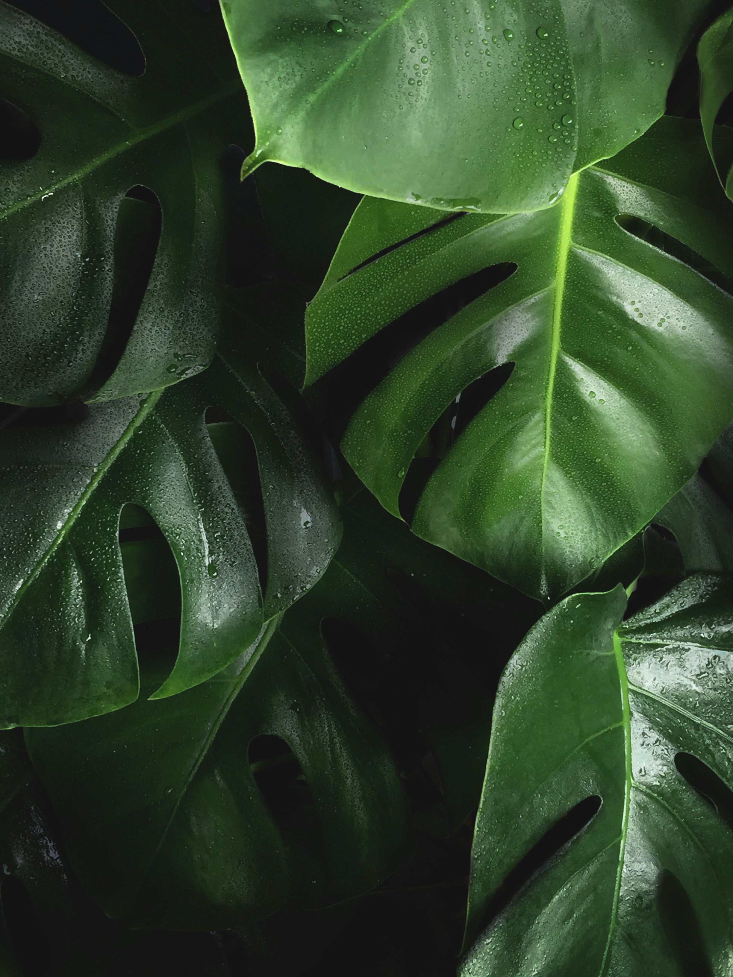 Classifying Plants
